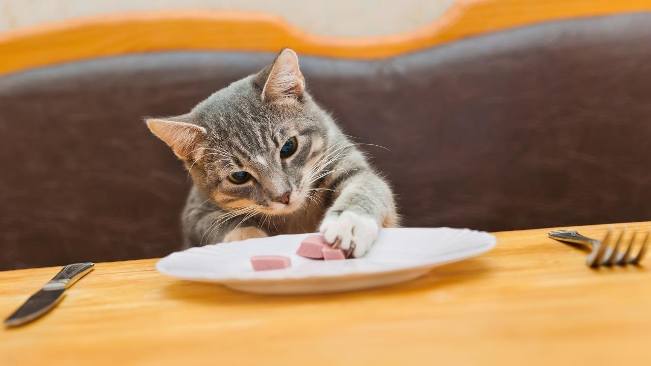 Pet Food